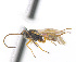  (Microplitis jft16 - CNC469411)  @14 [ ] CreativeCommons  Attribution Non-Commercial Share-Alike (2016) Unspecified Canadian National Collection of Insects