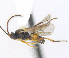  ( - CNC469462)  @13 [ ] CreativeCommons  Attribution Non-Commercial Share-Alike (2016) Unspecified Canadian National Collection of Insects