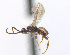  ( - CNC475799)  @12 [ ] CreativeCommons  Attribution Non-Commercial Share-Alike (2016) Unspecified Canadian National Collection of Insects