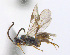  ( - CNC486295)  @12 [ ] CreativeCommons  Attribution Non-Commercial Share-Alike (2016) Unspecified Canadian National Collection of Insects