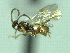  ( - CNC486647)  @12 [ ] CreativeCommons  Attribution Non-Commercial Share-Alike (2016) Unspecified Canadian National Collection of Insects