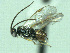  ( - CNC486694)  @11 [ ] CreativeCommons  Attribution Non-Commercial Share-Alike (2016) Unspecified Canadian National Collection of Insects
