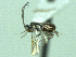  ( - CNC486738)  @11 [ ] CreativeCommons  Attribution Non-Commercial Share-Alike (2016) Unspecified Canadian National Collection of Insects