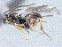  ( - CNC489614)  @11 [ ] CreativeCommons  Attribution Non-Commercial Share-Alike (2016) Unspecified Canadian National Collection of Insects