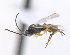  ( - CNC507541)  @12 [ ] CreativeCommons  Attribution Non-Commercial Share-Alike (2016) Unspecified Canadian National Collection of Insects