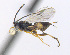  ( - CNC507542)  @12 [ ] CreativeCommons  Attribution Non-Commercial Share-Alike (2016) Unspecified Canadian National Collection of Insects