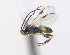  ( - CNC507544)  @12 [ ] CreativeCommons  Attribution Non-Commercial Share-Alike (2016) Unspecified Canadian National Collection of Insects