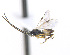  ( - CNC507545)  @12 [ ] CreativeCommons  Attribution Non-Commercial Share-Alike (2016) Unspecified Canadian National Collection of Insects