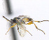  ( - CNC507550)  @13 [ ] CreativeCommons  Attribution Non-Commercial Share-Alike (2016) Unspecified Canadian National Collection of Insects