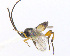  ( - CNC507551)  @13 [ ] CreativeCommons  Attribution Non-Commercial Share-Alike (2016) Unspecified Canadian National Collection of Insects