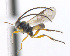  ( - CNC507552)  @13 [ ] CreativeCommons  Attribution Non-Commercial Share-Alike (2016) Unspecified Canadian National Collection of Insects