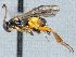  ( - CNC509462)  @11 [ ] CreativeCommons  Attribution Non-Commercial Share-Alike (2016) Unspecified Canadian National Collection of Insects