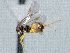 ( - CNC511902)  @12 [ ] CreativeCommons  Attribution Non-Commercial Share-Alike (2016) Unspecified Canadian National Collection of Insects