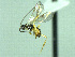  ( - CNC511916)  @11 [ ] CreativeCommons  Attribution Non-Commercial Share-Alike (2016) Unspecified Canadian National Collection of Insects