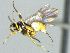  ( - CNC516458)  @13 [ ] CreativeCommons  Attribution Non-Commercial Share-Alike (2016) Unspecified Canadian National Collection of Insects