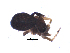 (Pelecopsis janus - NCA-2012_4993)  @12 [ ] CreativeCommons - Attribution Non-Commercial Share-Alike (2013) Mamadi Theresa Sethusa University of Johannesburg