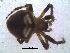  ( - NCA-2012_5615)  @11 [ ] CreativeCommons - Attribution Non-Commercial Share-Alike (2013) Robin Lyle Agricultural Research Council (ARC)