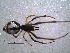  ( - NCA-2013_161)  @11 [ ] CreativeCommons - Attribution Non-Commercial Share-Alike (2013) Robin Lyle Agricultural Research Council (ARC)