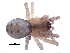  (Anelosimus sp - NCA-2013_92)  @11 [ ] CreativeCommons - Attribution Non-Commercial Share-Alike (2013) Robin Lyle Agricultural Research Council (ARC)