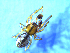  ( - NMS Bozen ARV 4943)  @11 [ ] CreativeCommons - Attribution Non-Commercial Share-Alike (2018) Alexander Rief Naturmuseum Südtirol