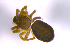  (Panamomops tauricornis - NMS Bozen ARV 4966)  @11 [ ] CreativeCommons - Attribution Non-Commercial Share-Alike (2018) Alexander Rief Naturmuseum Südtirol