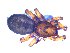  ( - NMS Bozen ARV 4968)  @11 [ ] CreativeCommons - Attribution Non-Commercial Share-Alike (2018) Alexander Rief Naturmuseum Südtirol