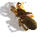  ( - NMS Bozen ARV 4810)  @11 [ ] CreativeCommons - Attribution Non-Commercial Share-Alike (2018) Alexander Rief Naturmuseum Südtirol