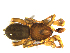  ( - NMS Bozen ARV 4785)  @11 [ ] CreativeCommons - Attribution Non-Commercial Share-Alike (2018) Alexander Rief Naturmuseum Südtirol