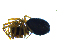  ( - NMS Bozen ARV 4858)  @11 [ ] CreativeCommons - Attribution Non-Commercial Share-Alike (2018) Alexander Rief Naturmuseum Südtirol