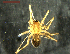  ( - NMS BOZEN ARV 4983)  @11 [ ] CreativeCommons - Attribution Share-Alike (2017) Simone Ballini Museum of Nature South Tyrol