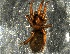  (Gnaphosa petrobia - NMS BOZEN ARV 4432)  @11 [ ] CreativeCommons - Attribution Share-Alike (2017) Simone Ballini Museum of Nature South Tyrol
