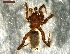  ( - NMS BOZEN ARV 758)  @11 [ ] CreativeCommons - Attribution Share-Alike (2017) Simone Ballini Museum of Nature South Tyrol