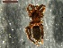  ( - NMS BOZEN ARV 4616)  @11 [ ] CreativeCommons - Attribution Share-Alike (2017) Simone Ballini Museum of Nature South Tyrol