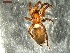  (Gnaphosa leporina - NMS BOZEN ARV 4617)  @11 [ ] CreativeCommons - Attribution Share-Alike (2017) Simone Ballini Museum of Nature South Tyrol