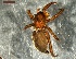  ( - NMS BOZEN ARV 4618)  @11 [ ] CreativeCommons - Attribution Share-Alike (2017) Simone Ballini Museum of Nature South Tyrol