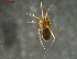  (Araeoncus anguineus - NMS BOZEN ARV 4627)  @11 [ ] CreativeCommons - Attribution Share-Alike (2017) Simone Ballini Museum of Nature South Tyrol