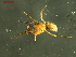  (Panamomops palmgreni - NMS BOZEN ARV 881)  @11 [ ] CreativeCommons - Attribution Share-Alike (2017) Simone Ballini Museum of Nature South Tyrol