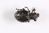  ( - TLMF Col. 00305)  @12 [ ] CreativeCommons - Attribution Non-Commercial Share-Alike (2016) Andreas Eckelt Tiroler Landesmuseum