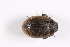  (Byrrhus fasciatus - TLMF Col. 00319)  @13 [ ] CreativeCommons - Attribution Non-Commercial Share-Alike (2016) Andreas Eckelt Tiroler Landesmuseum