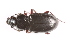  (Pterostichus kokeilii - TLMF Col. 00324)  @14 [ ] CreativeCommons - Attribution Non-Commercial Share-Alike (2016) Andreas Eckelt Tiroler Landesmuseum