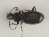  (Pterostichus kaninensis - TLMF Col 00392)  @14 [ ] CreativeCommons - Attribution Non-Commercial Share-Alike (2017) Peter Huemer Tiroler Landesmuseum