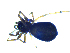  ( - NMS Bozen ARV 4819)  @11 [ ] CreativeCommons - Attribution Non-Commercial Share-Alike (2018) Alexander Rief Naturmuseum Südtirol