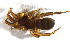  ( - NMS Bozen ARV 4811)  @11 [ ] CreativeCommons - Attribution Non-Commercial Share-Alike (2018) Alexander Rief Naturmuseum Südtirol