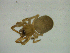  ( - NMS Bozen ARV 5272)  @11 [ ] CreativeCommons - Attribution Non-Commercial Share-Alike (2018) Alexander Rief Naturmuseum Südtirol