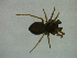  ( - NMS Bozen ARV 5448)  @11 [ ] CreativeCommons - Attribution Non-Commercial Share-Alike (2018) Alexander Rief Naturmuseum Südtirol