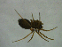  ( - NMS Bozen ARV 5475)  @11 [ ] CreativeCommons - Attribution Non-Commercial Share-Alike (2018) Alexander Rief Naturmuseum Südtirol