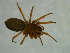  ( - NMS Bozen ARV 5485)  @11 [ ] CreativeCommons - Attribution Non-Commercial Share-Alike (2018) Alexander Rief Naturmuseum Südtirol