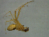  ( - NMS Bozen ARV 5555)  @11 [ ] CreativeCommons - Attribution Non-Commercial Share-Alike (2018) Alexander Rief Naturmuseum Südtirol