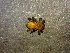  (Corythalia cf. murcida - AASFB-0081)  @12 [ ] Unspecified (default): All Rights Reserved  Manuel Medina Mex Unspecified