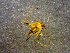  (Mimetus verecundus - AASFB-0109)  @11 [ ] Unspecified (default): All Rights Reserved  Manuel Medina Mex Unspecified
